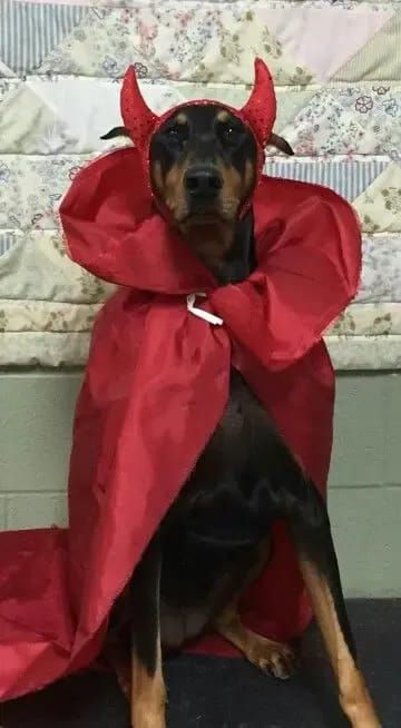 14 Amazing Halloween Costumes For Doberman Pinschers.jpeg