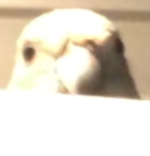 1619608781380.png