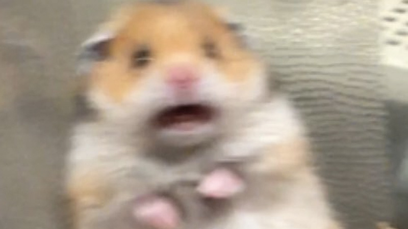 1663157509852.png