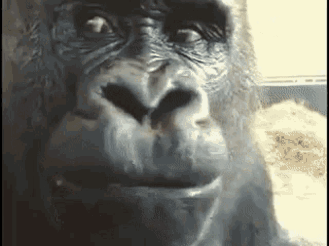 1699463519914.gif