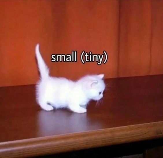 1703701812365.jpeg