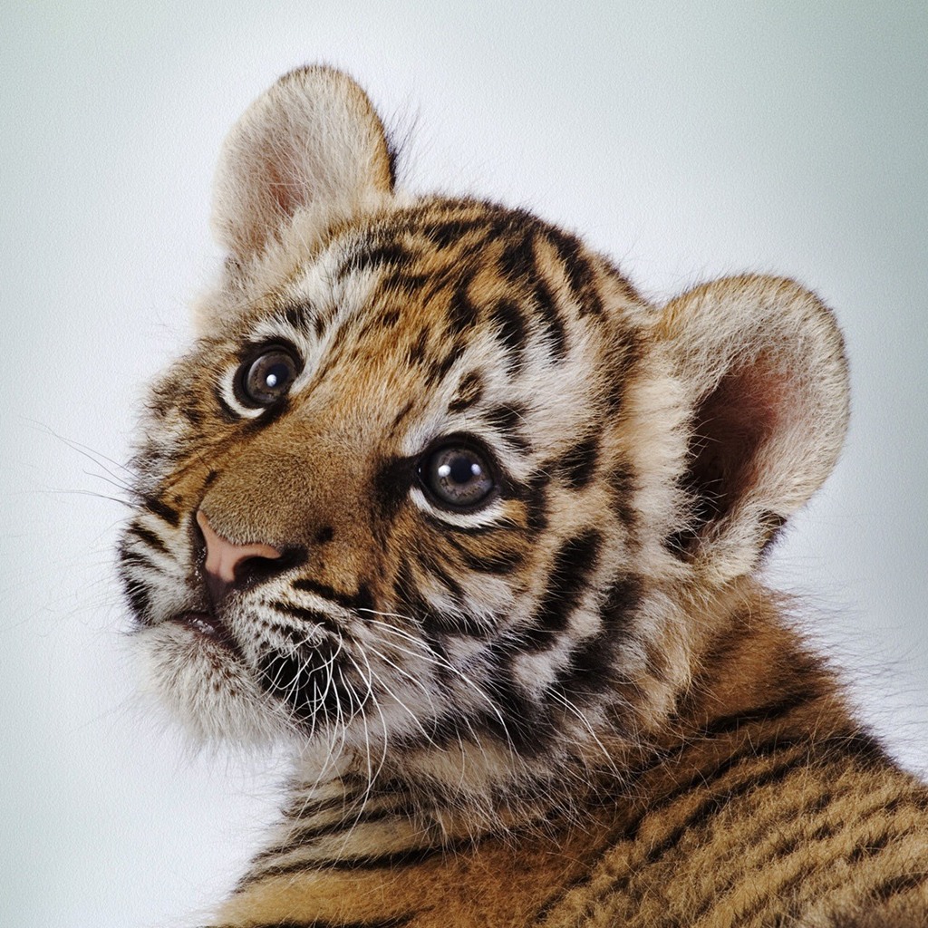 19-baby-tiger.jpg
