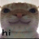5973-cat-hi.png
