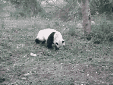 6c9cd179242db84e4b42c92f3f4593e0.gif