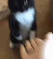 777022379825692702.gif