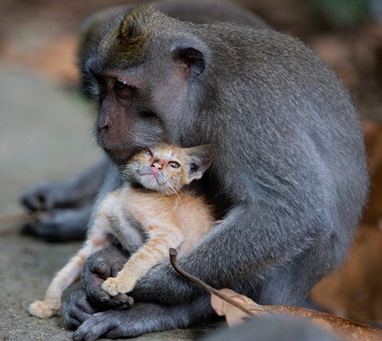 A-long-tailed-macaque-mon-005.jpg