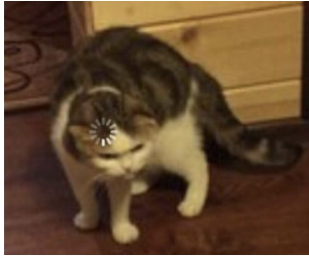A44CA25E-C32D-4DF6-B614-4C743F5E28EF.jpeg