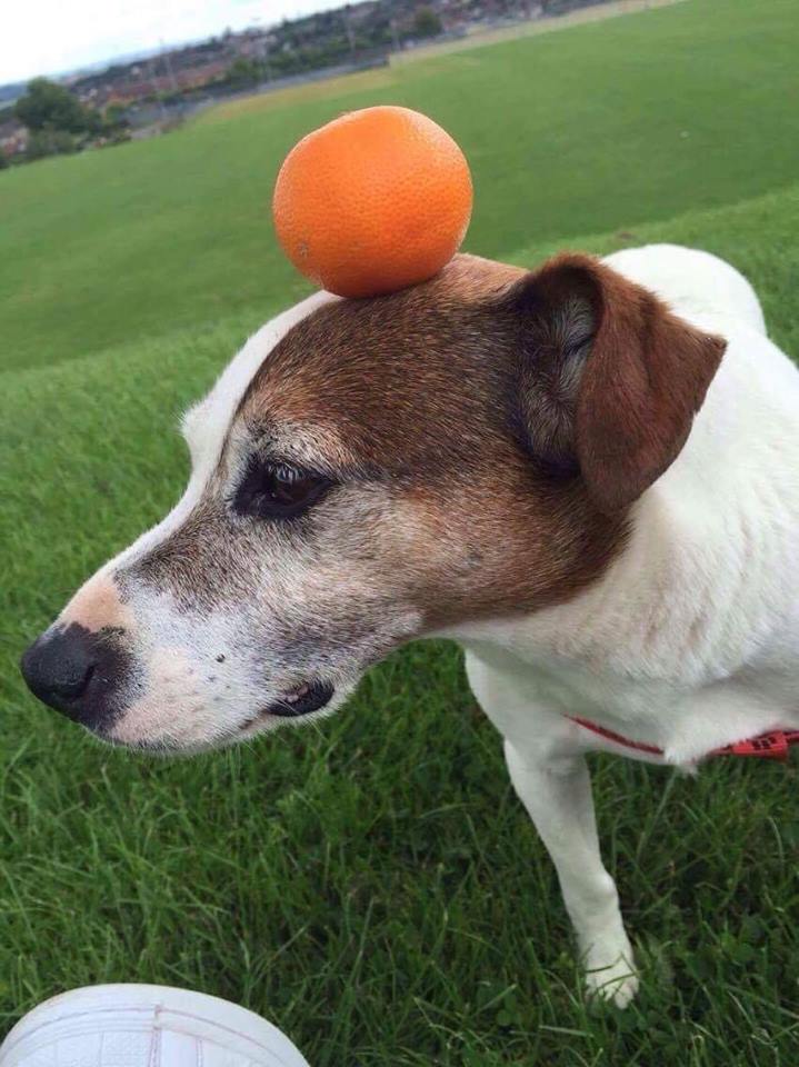alfie 1.jpg