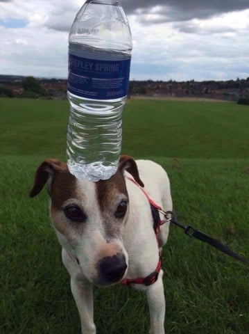 alfie 3.jpg