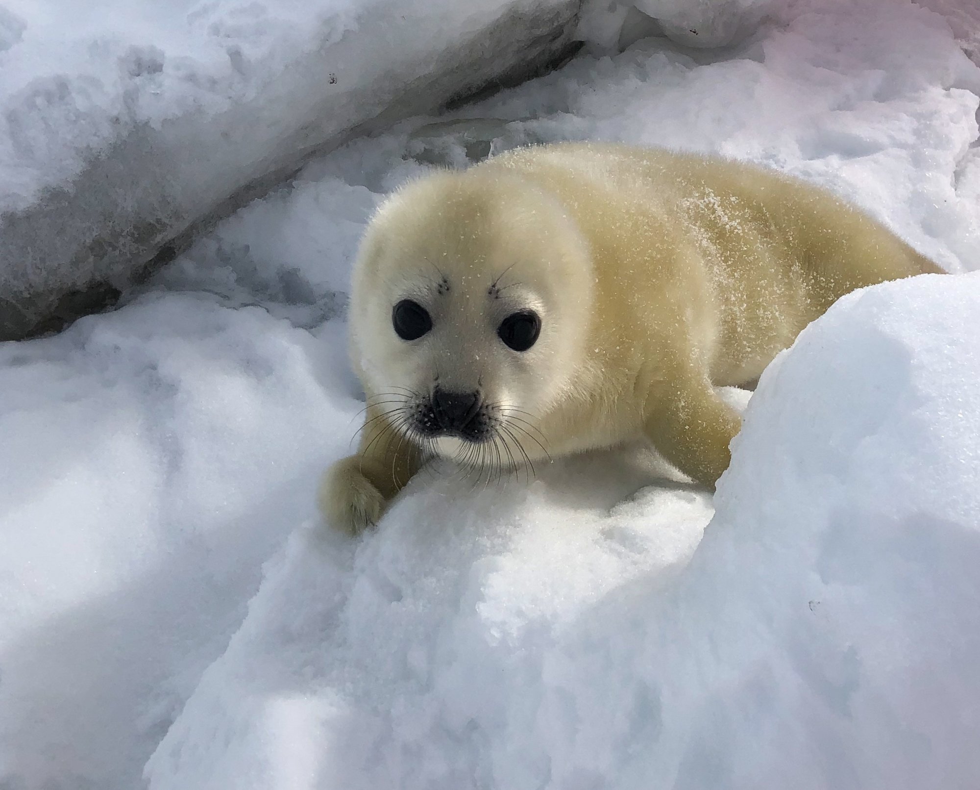 Arctic+Travel+Isle+de+la+Madeleine+JONAA+©Andrea+King-6072.jpg