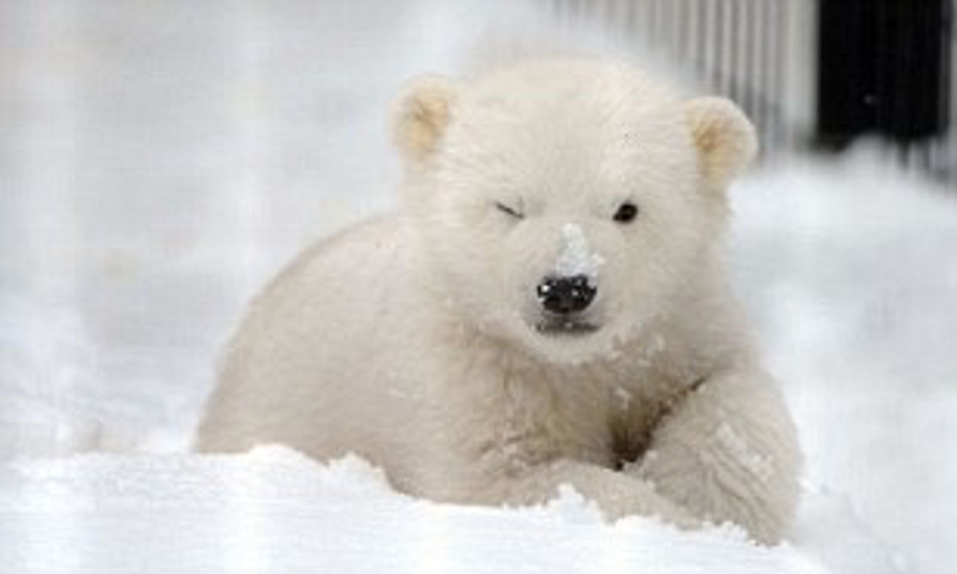 article-2298276-18E04CB5000005DC-200_308x185~3.jpg