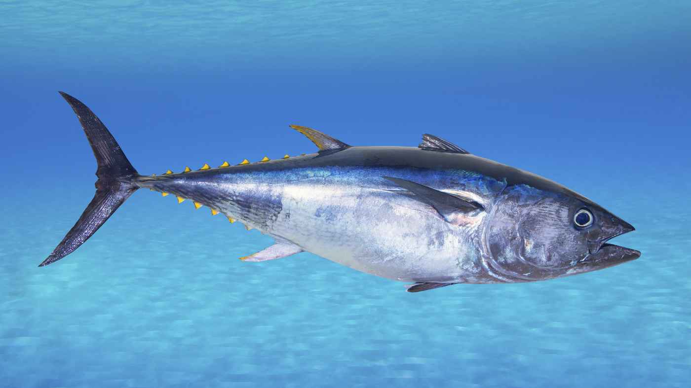 atun.jpg