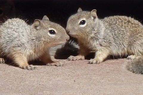 baby squirrels 480.jpg