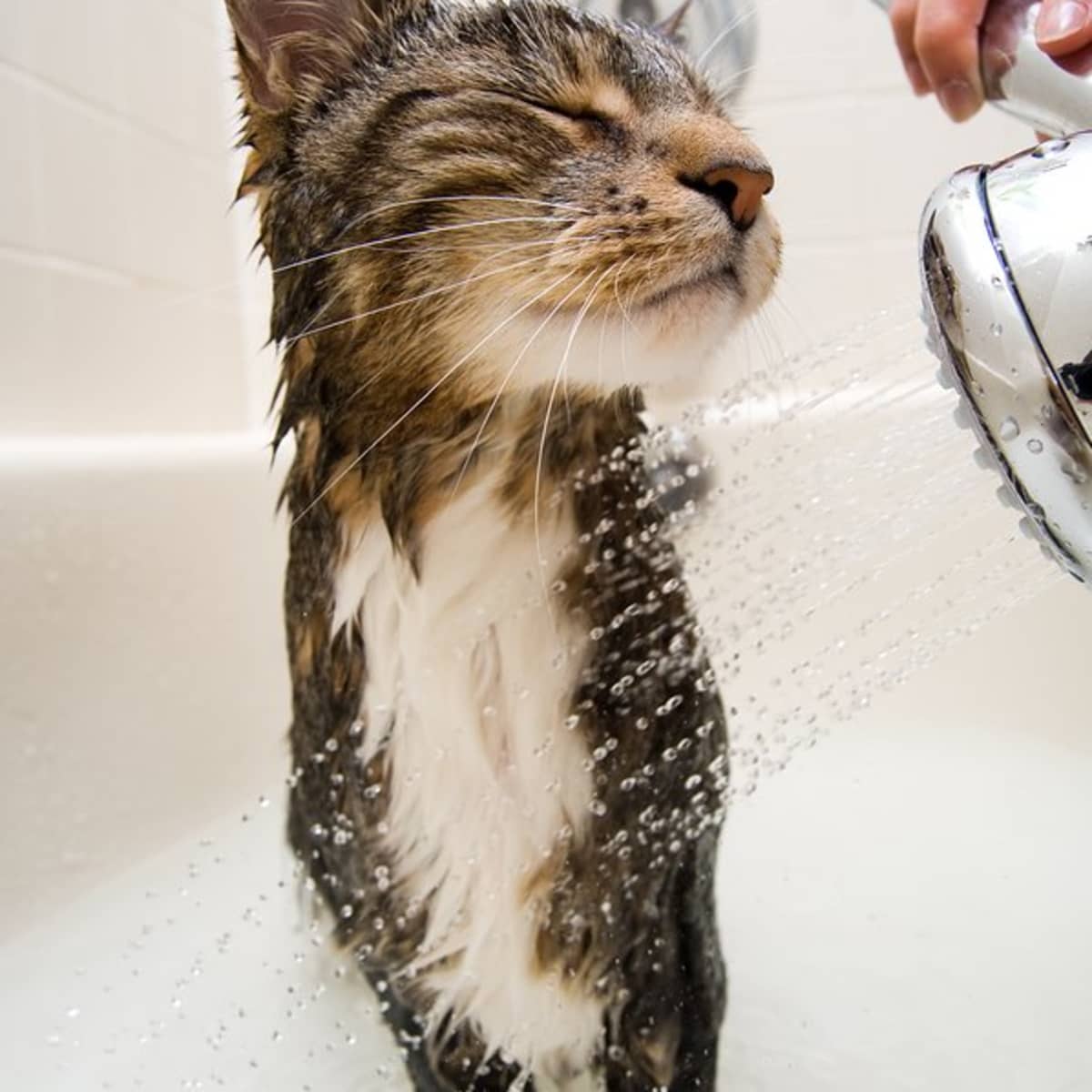 bathing-your-cat-without-getting-clawed-to-death-simple-cat-bathing-tips.jpg