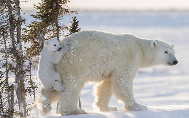 bear---facebook-and-storysize_647_012816013440.jpg