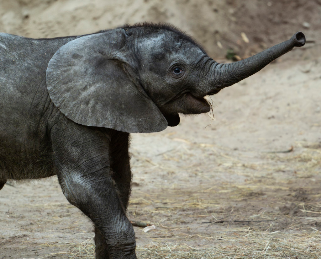 beekse_bergen_safaripark_olifant_jong_mosi_ajabu_naar_rechts.png