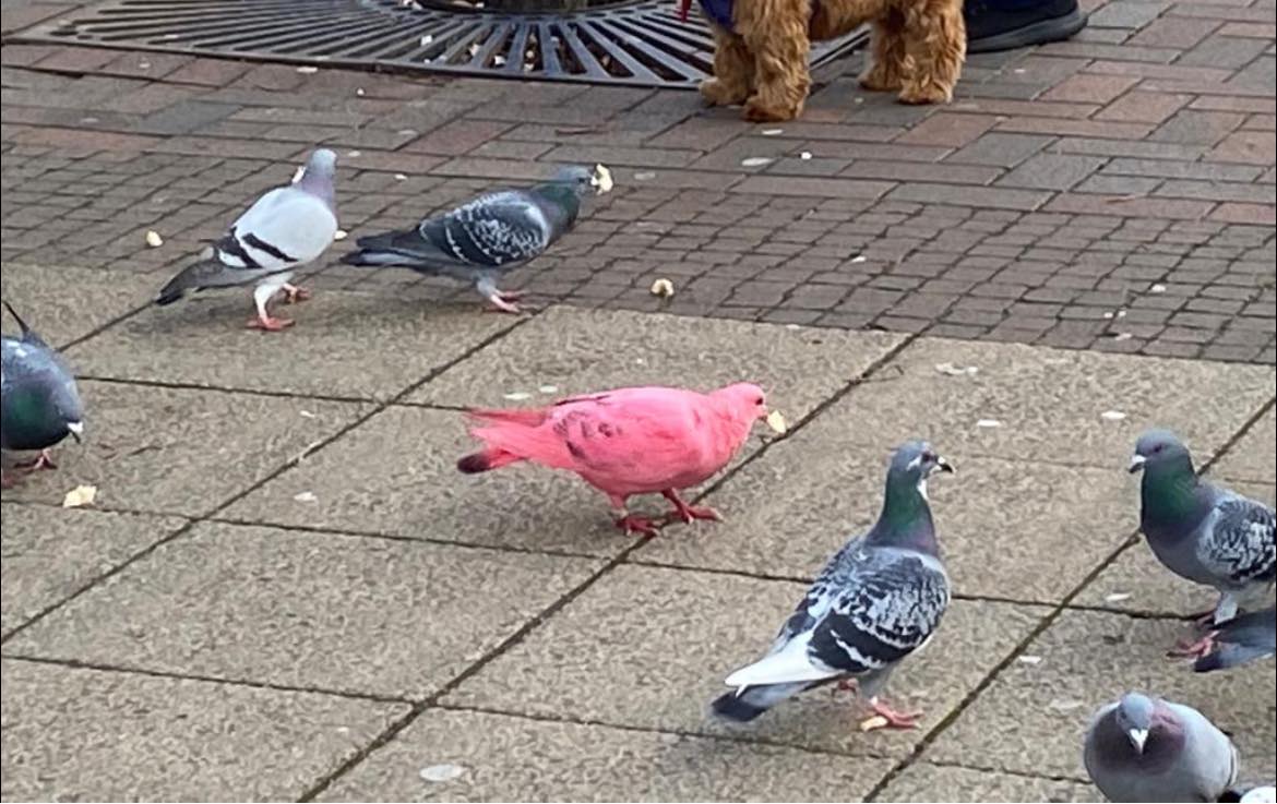 bird-2-1.jpeg