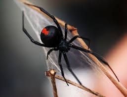 Black widow.jpg