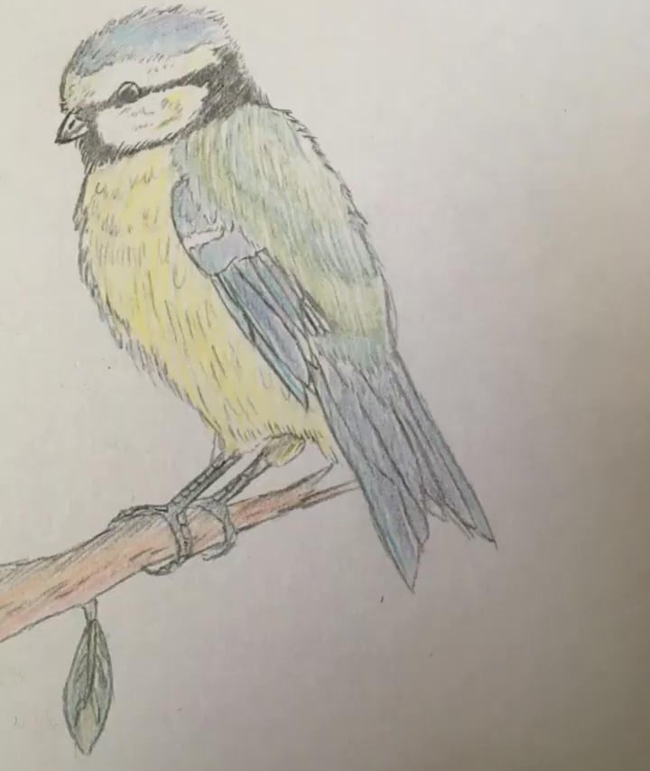 blue tit drawing.jpg