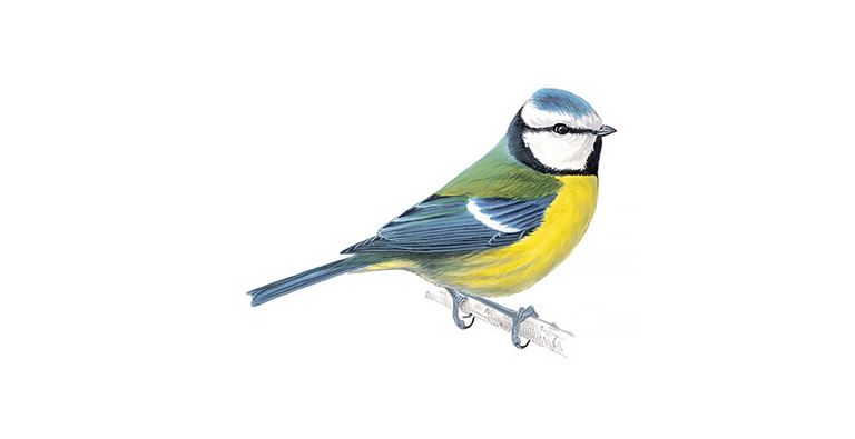 blue-tit_adult_1200x675.jpg
