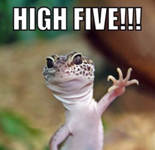 c368523efe369f8835641de327956995--leopard-geckos-leopard-gecko-funny.jpg