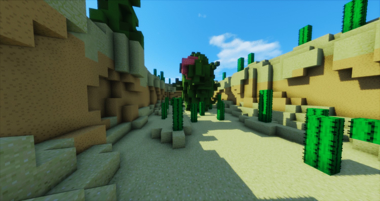 Cactus.jpg