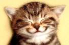cat.jpg
