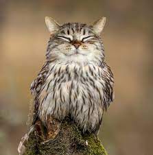 cat owl.jpg
