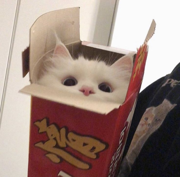 Cat picture cat in a box.png