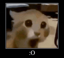 cat-wow.gif