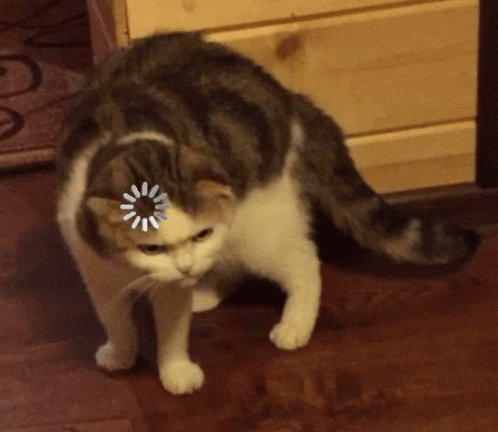 catconfused.png