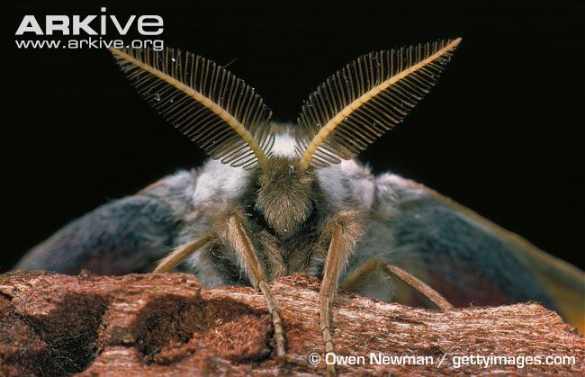 Close-up-portrait-of-male-emperor-moth-showing-antennae.jpg