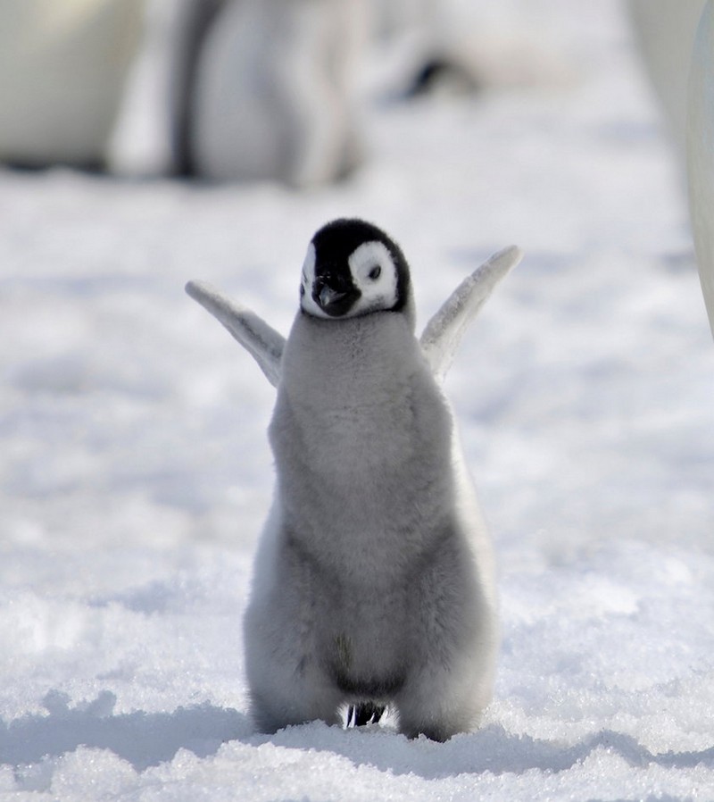 cute-baby-penguin-8.jpg