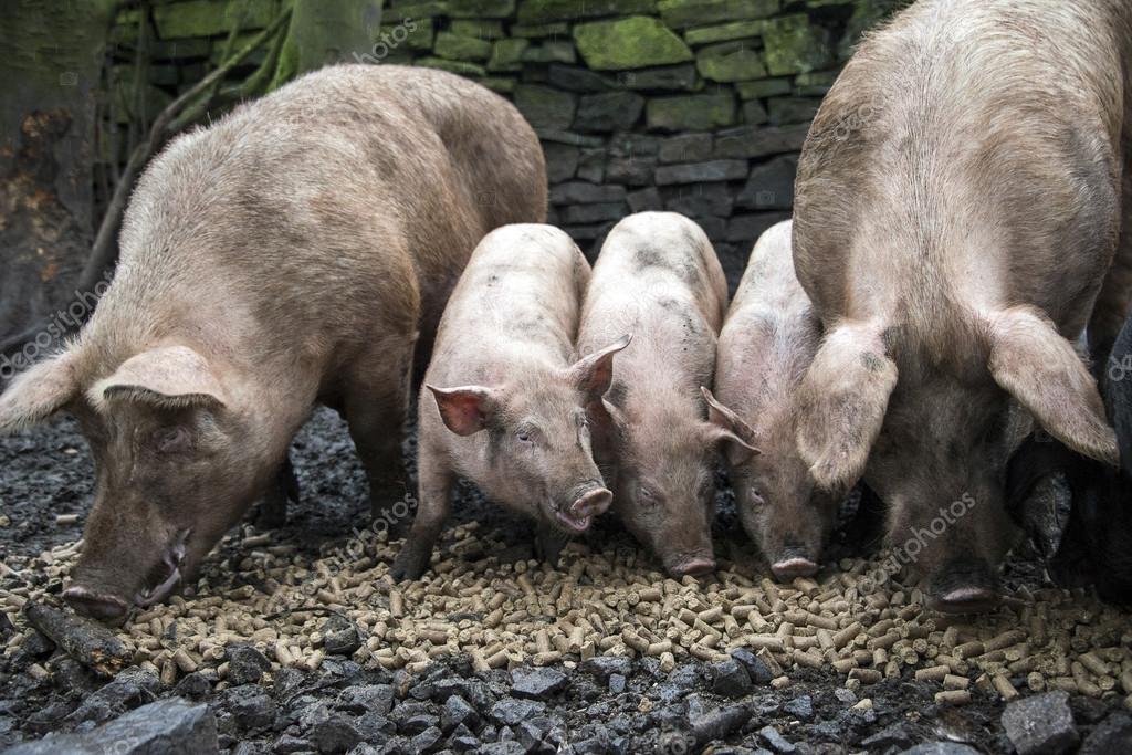 depositphotos_54543593-stock-photo-a-family-of-pigs-eating.jpg