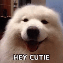 dog-hey-cutie.gif