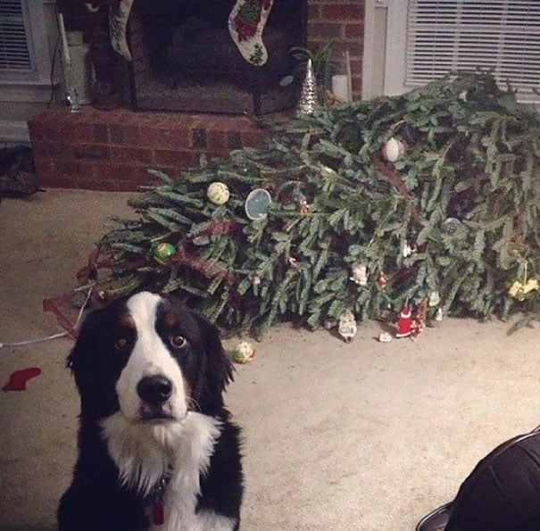 dog-knocked-over-tree.jpg