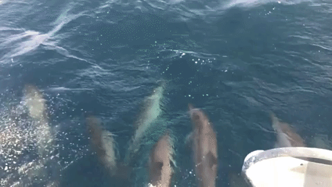 Dolphins.gif