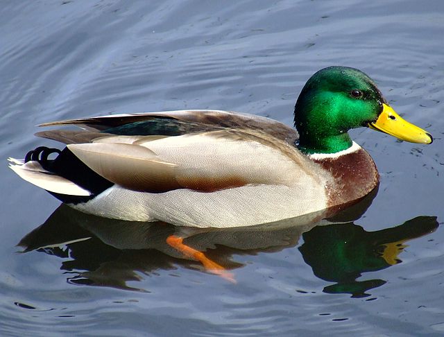 DUCKTESTER.jpg