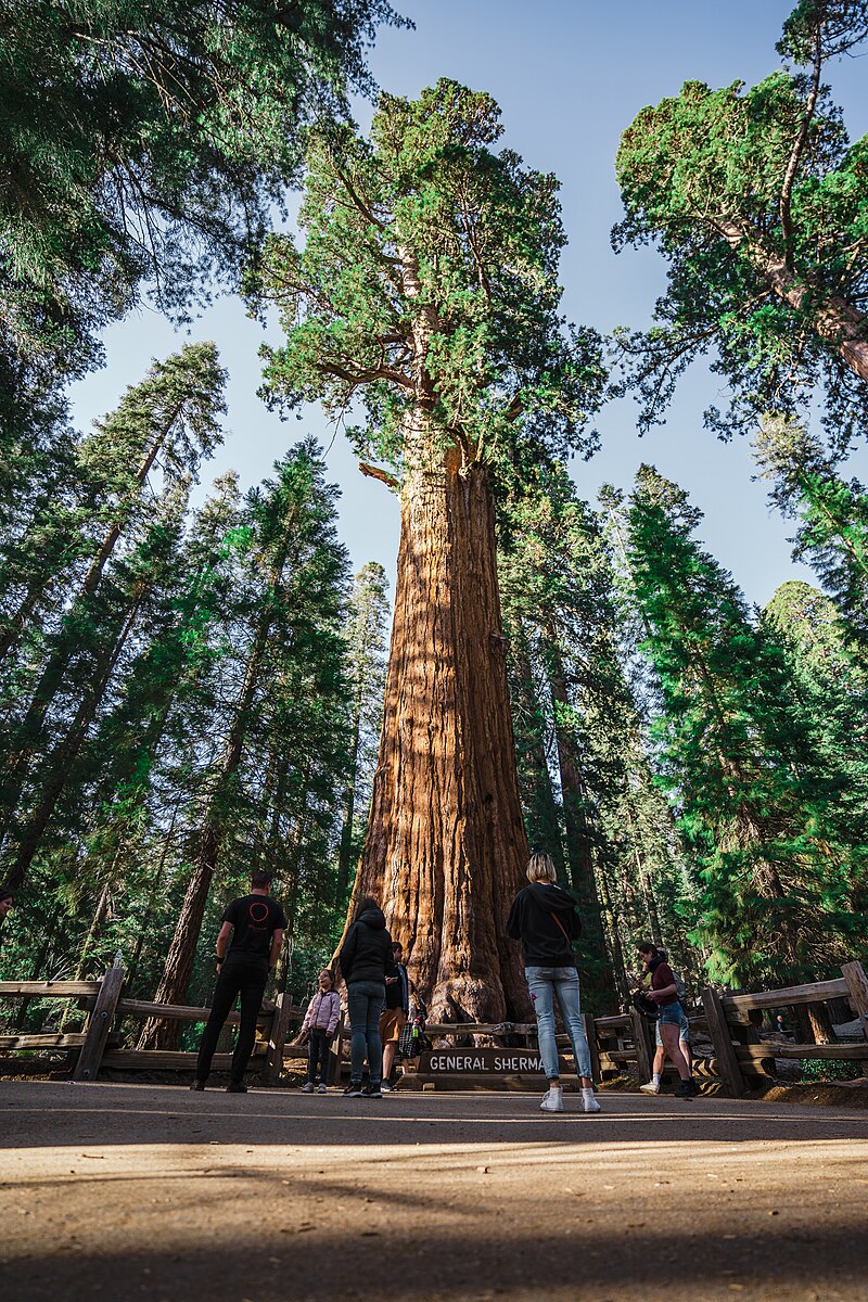 General_Sherman_en_californie_a_séquoia_parc.jpg