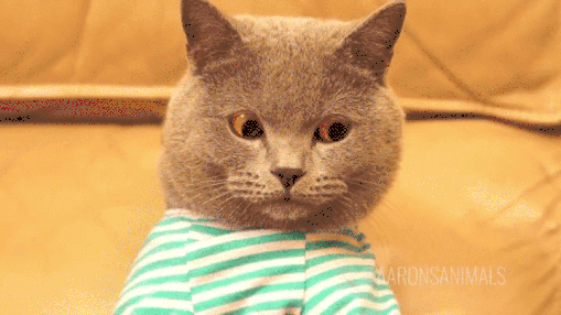 giphy-downsized-large[1].gif