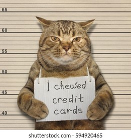 handsome-cat-chewed-credit-cards-260nw-594920465.jpg