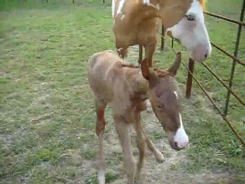 Horse.gif
