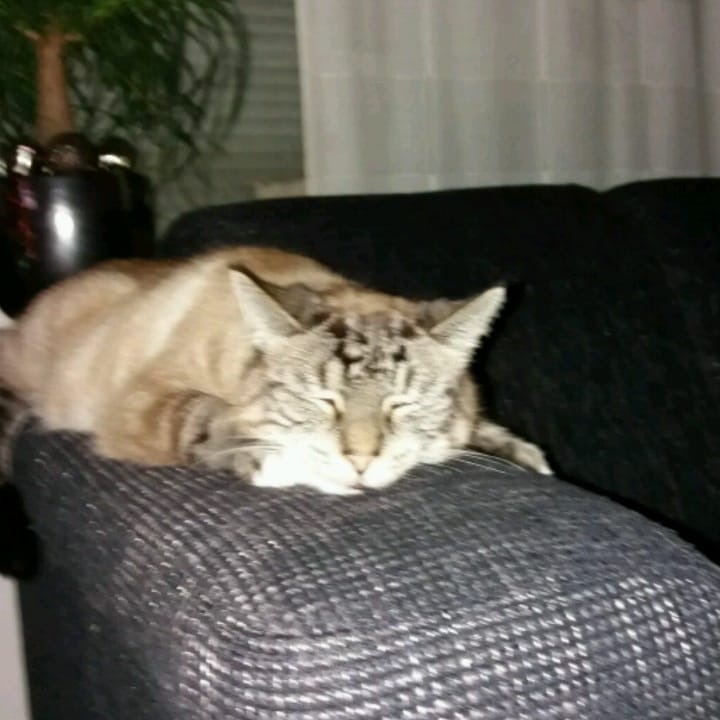 IMG_20200503_184951_388.jpg