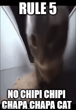 IMG_4902.gif