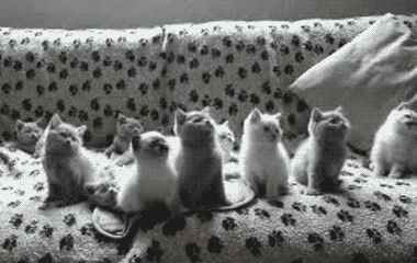 Kitten.gif