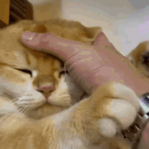kokhun-cat.gif