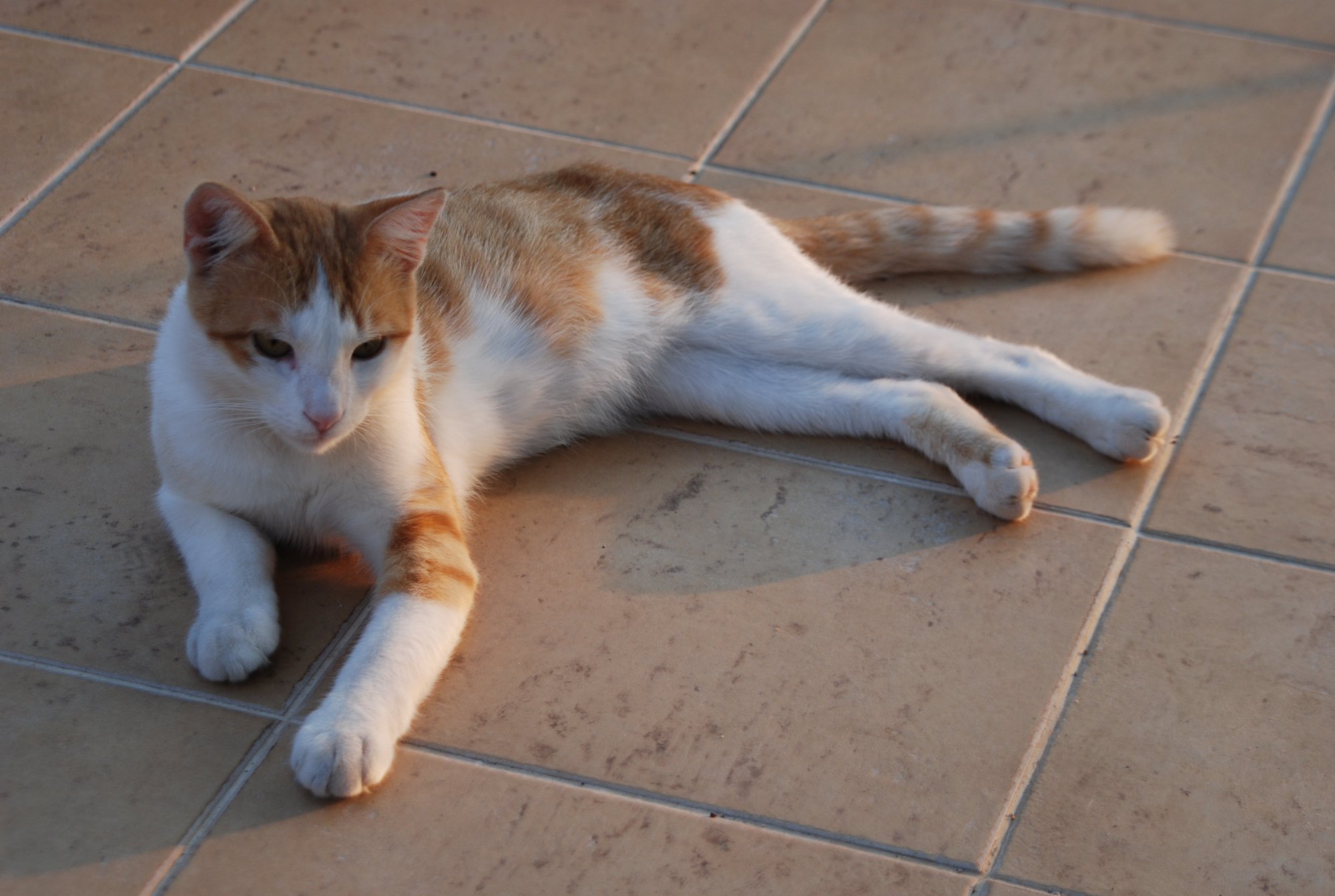 Korčula02.JPG