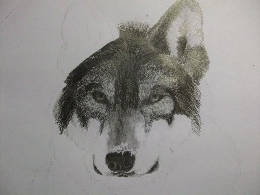 lobo6.jpg