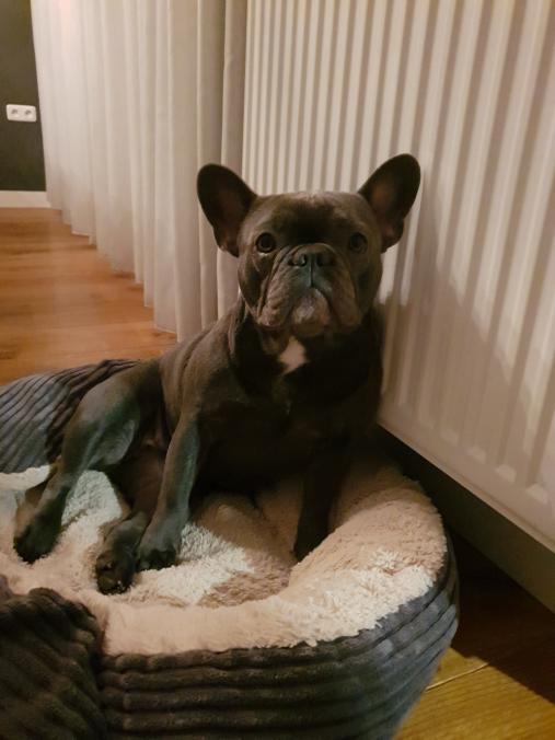 Lola.jpg