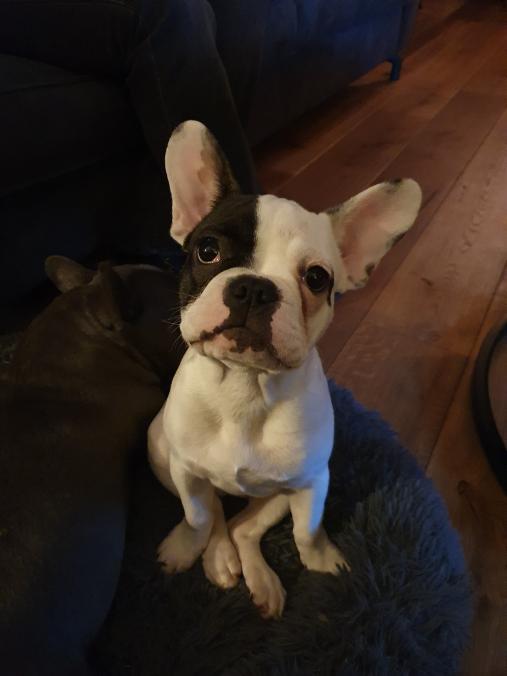 Louie.jpg